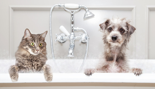 Zuhany- és kádcsaptelep kiválasztása - Hogyan kezdjük?